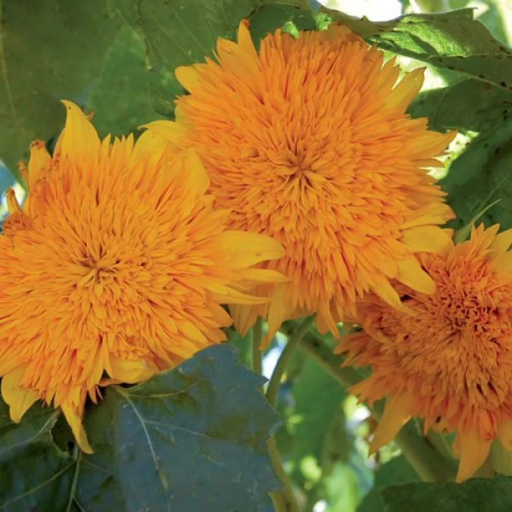 Solros 'Orange Sun'