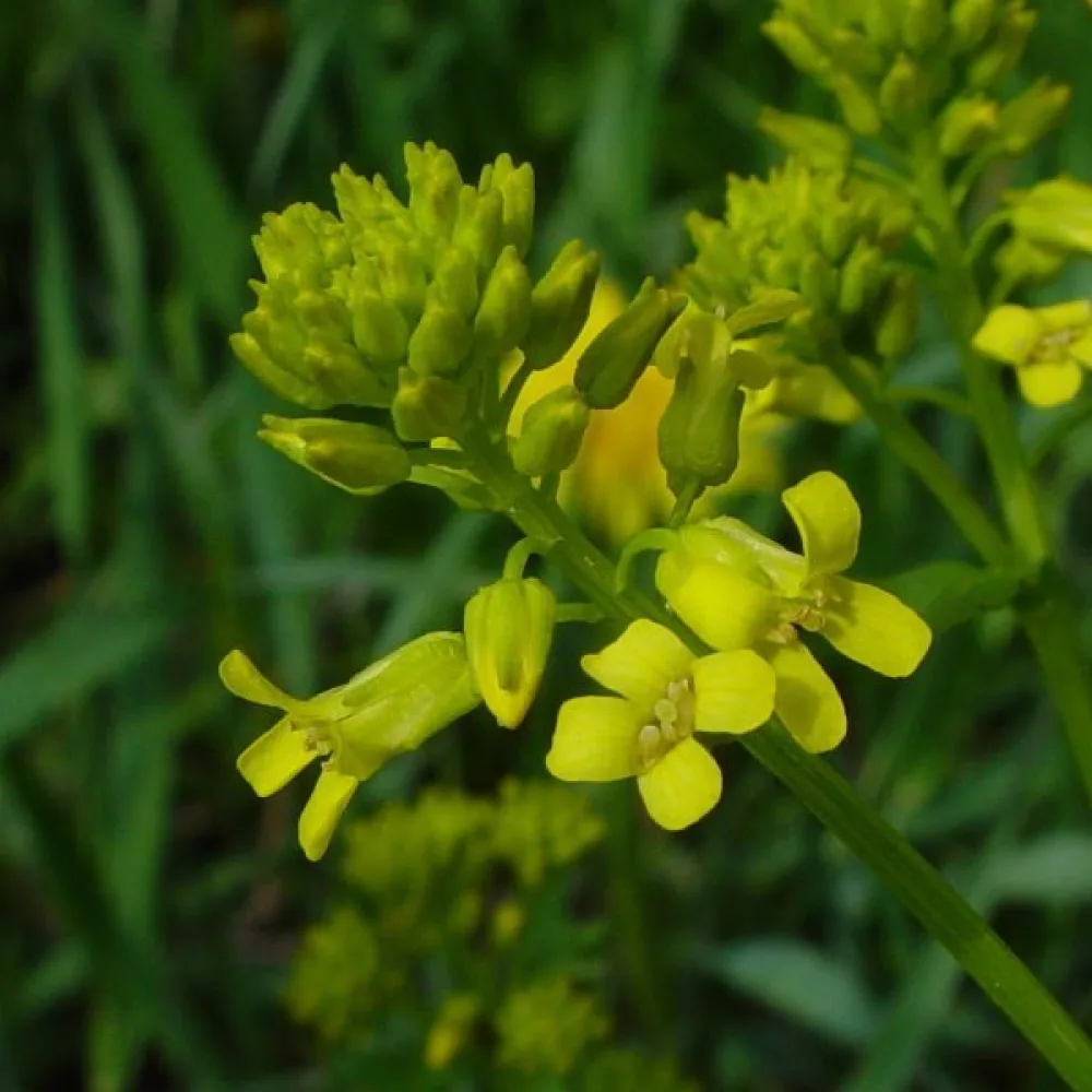 Sommargyllen Barbarea vulgaris