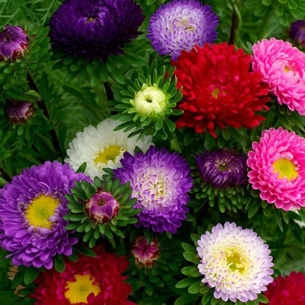 Sommaraster 'American Branching' – mix