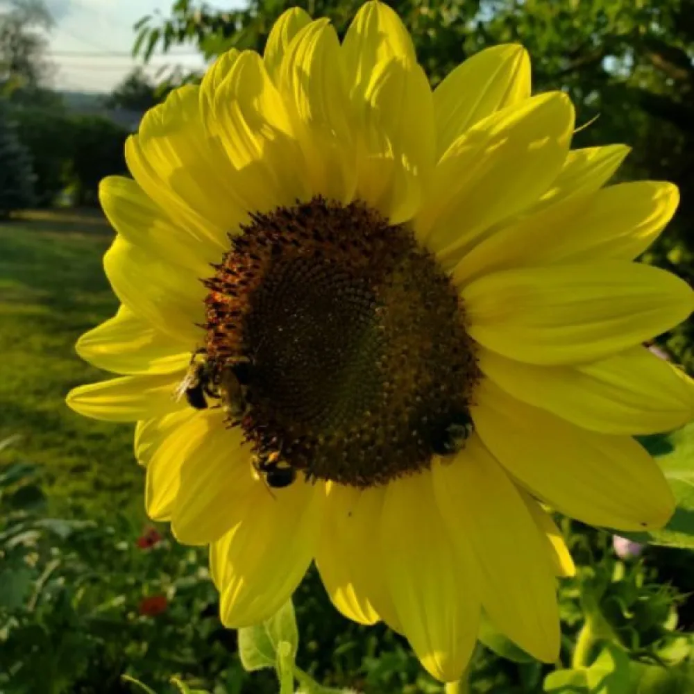 Solros 'Moonshine'