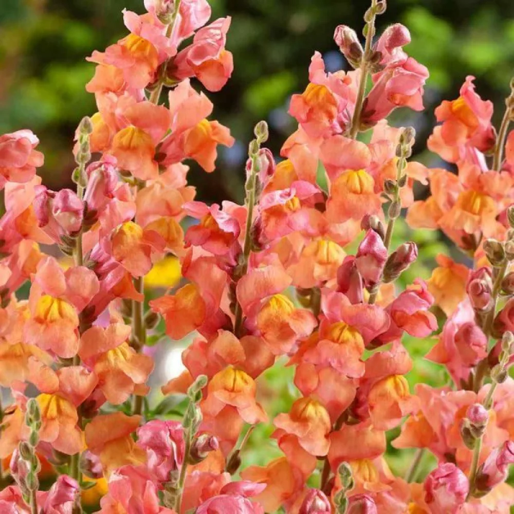Lejongap 'Orange Wonder'