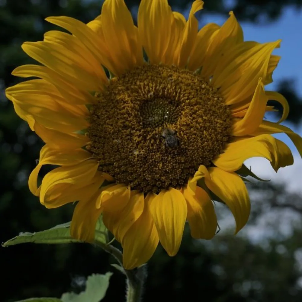 Solros 'Uniflorus Giganteus', vit