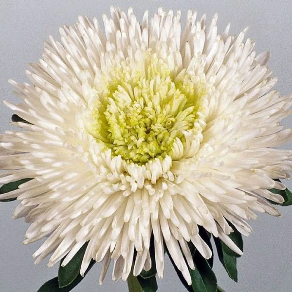 Sommaraster 'Bouquet' – vit
