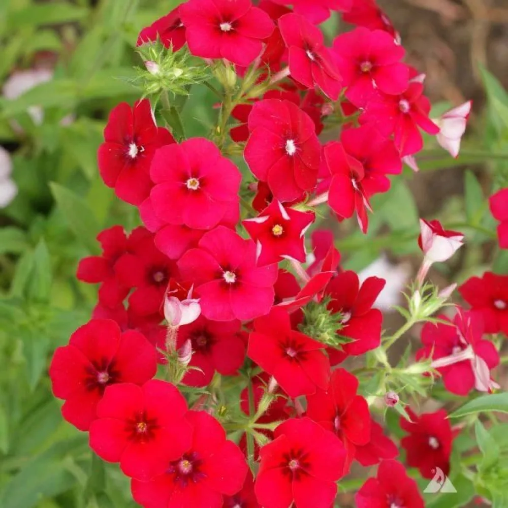 Sommarflox 'Coccinea'