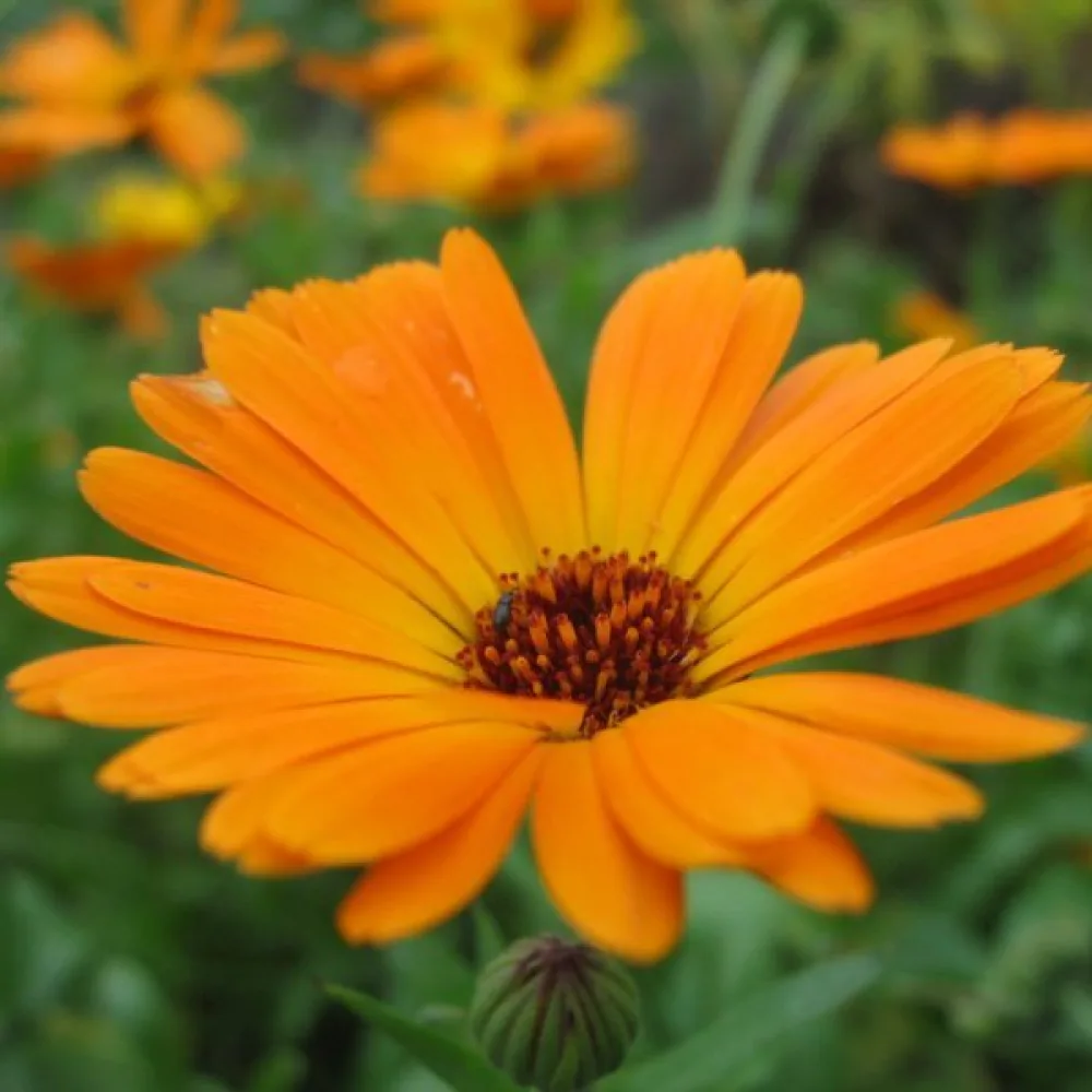 Stjärnöga 'Orange Glory' – orange