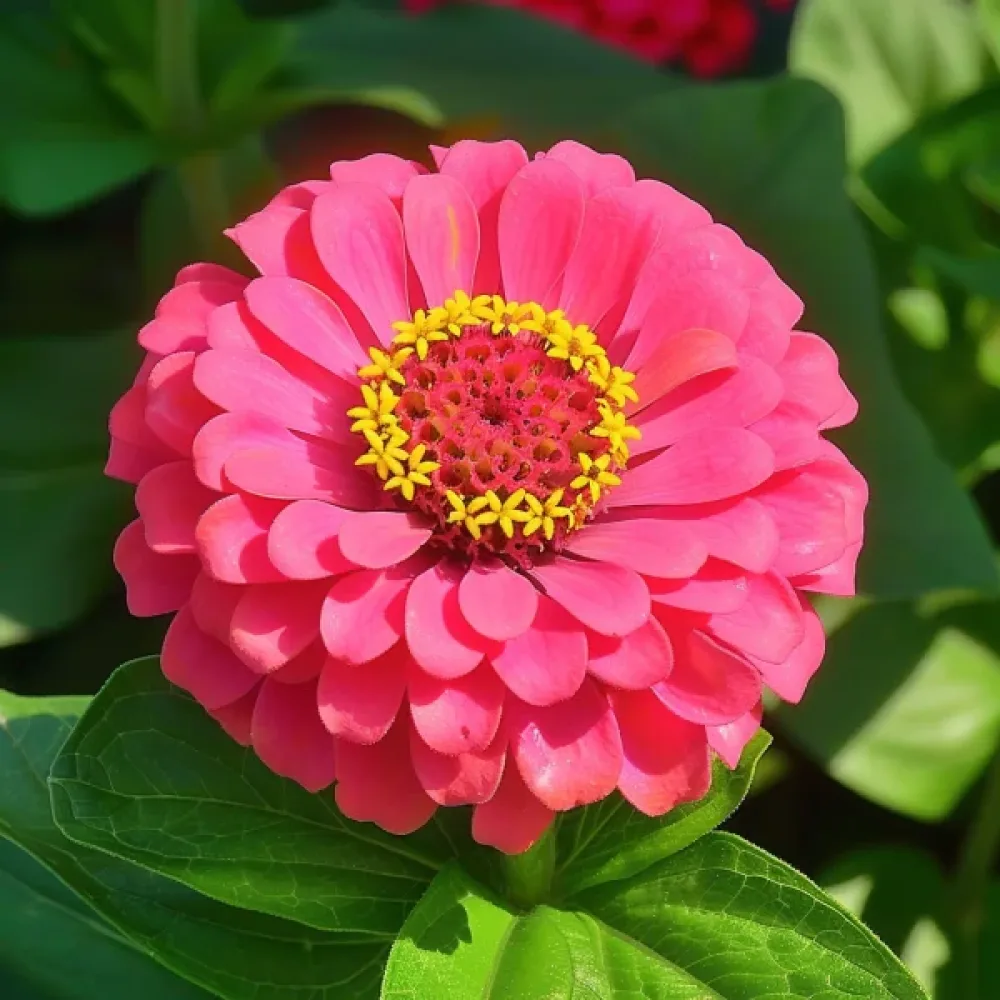 Zinnia 'Attraktion', korall
