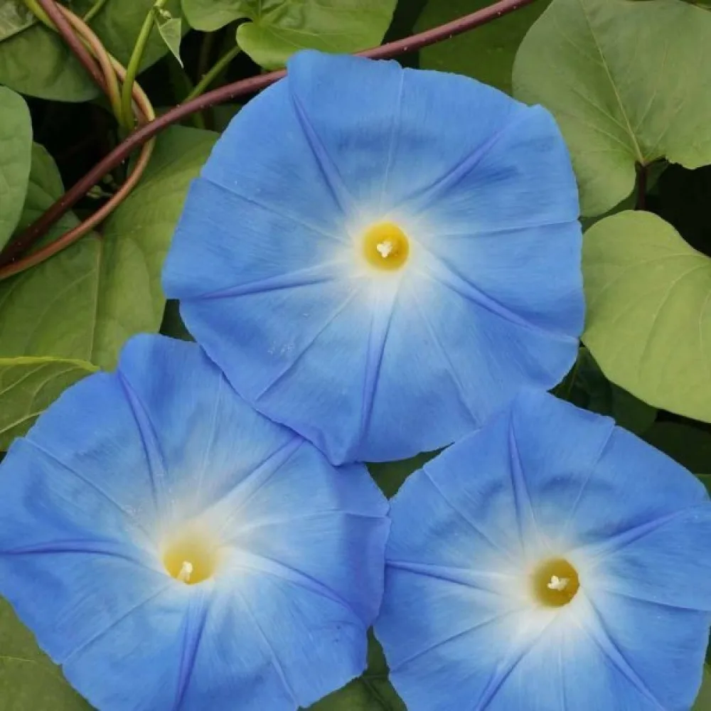 Blomman för dagen 'Heavenly Blue'