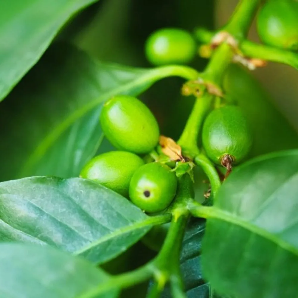 Kaffeplanta Arabica