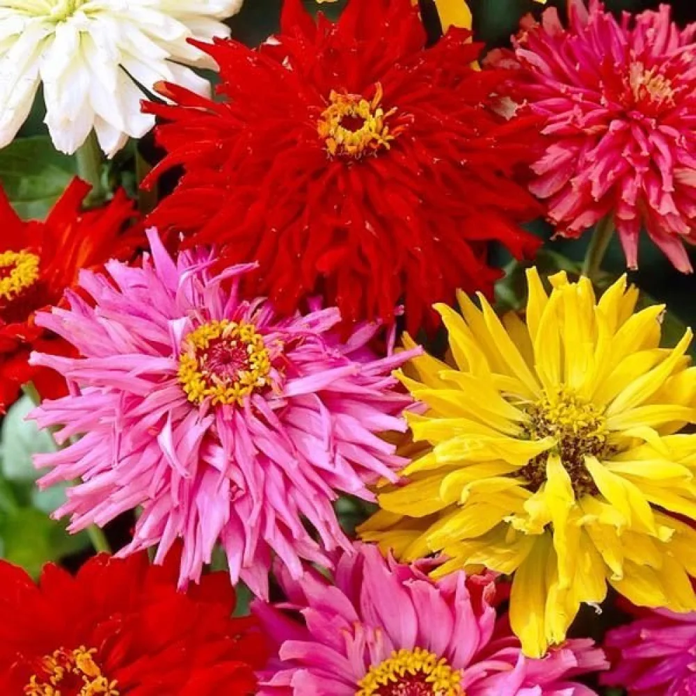 Zinnia, fylld blandning