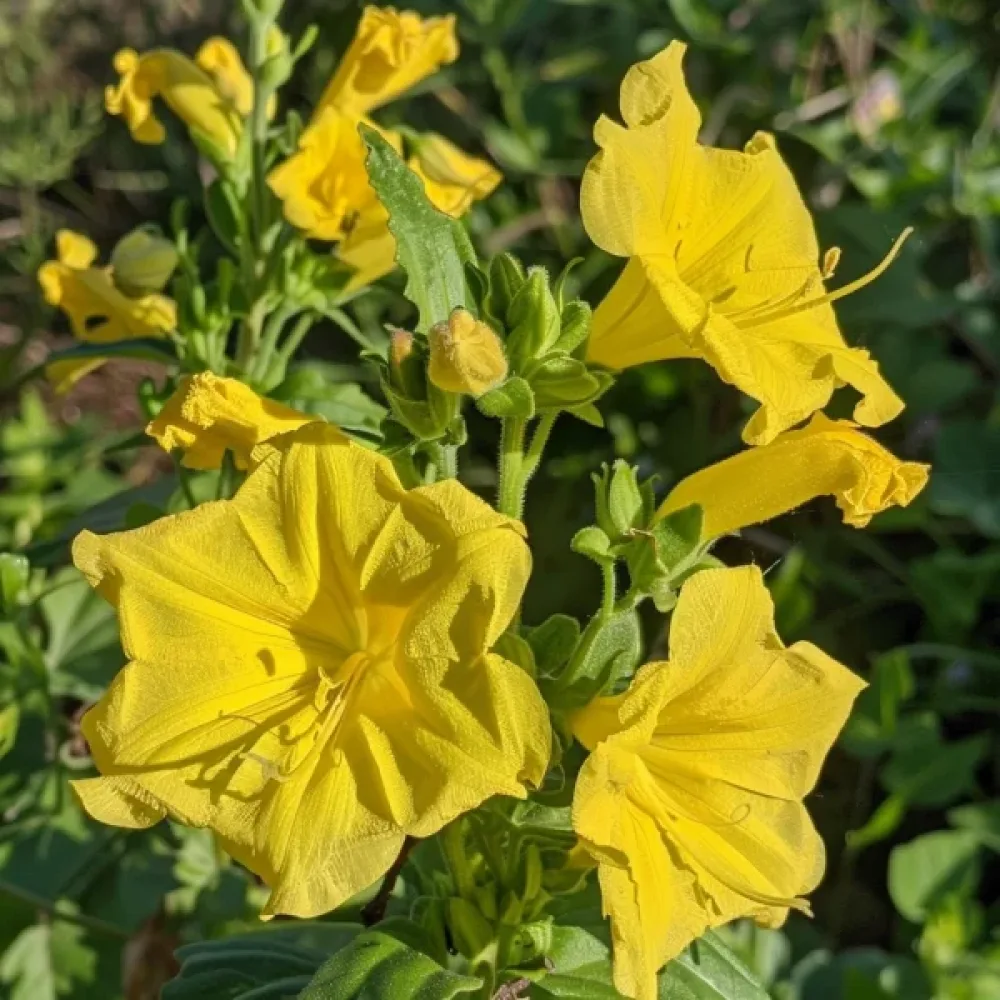 Underblomma – gul