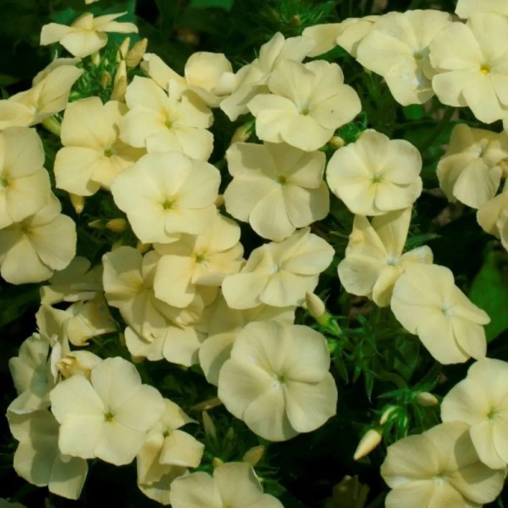 Sommarflox 'Beauty Yellow'