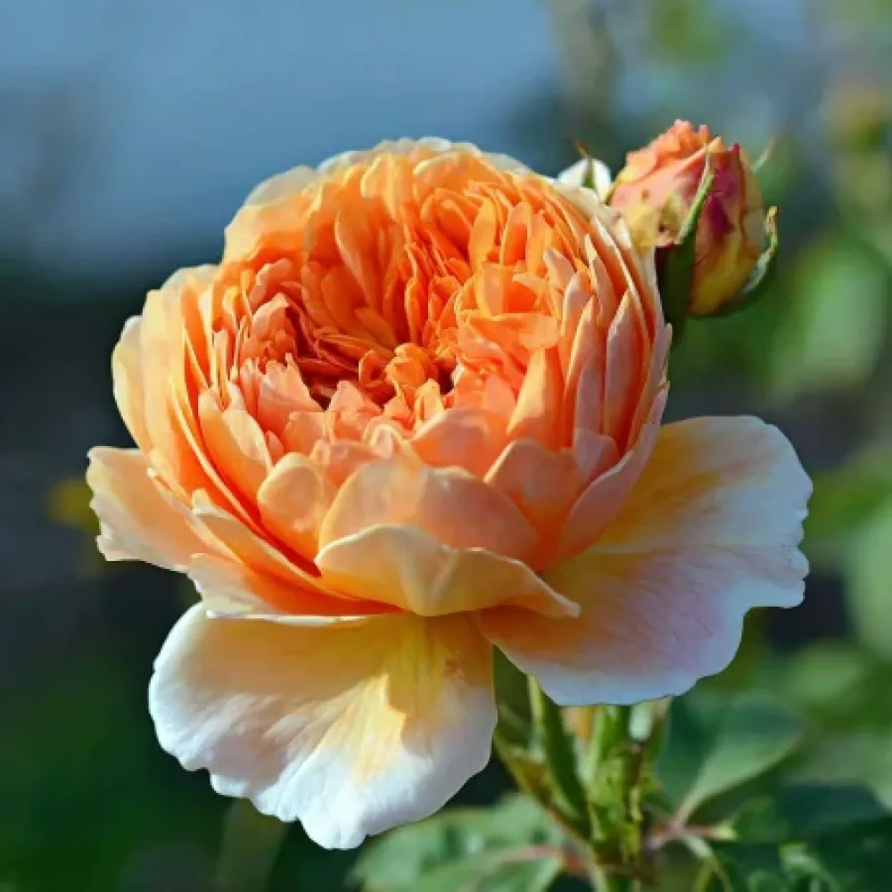 Ros 'Sofia Garden' – barrotad