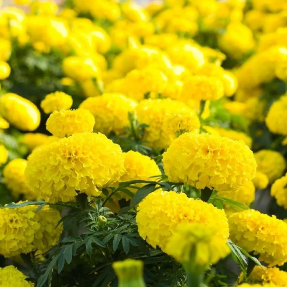Fransk tagetes 'Lemon Drop'