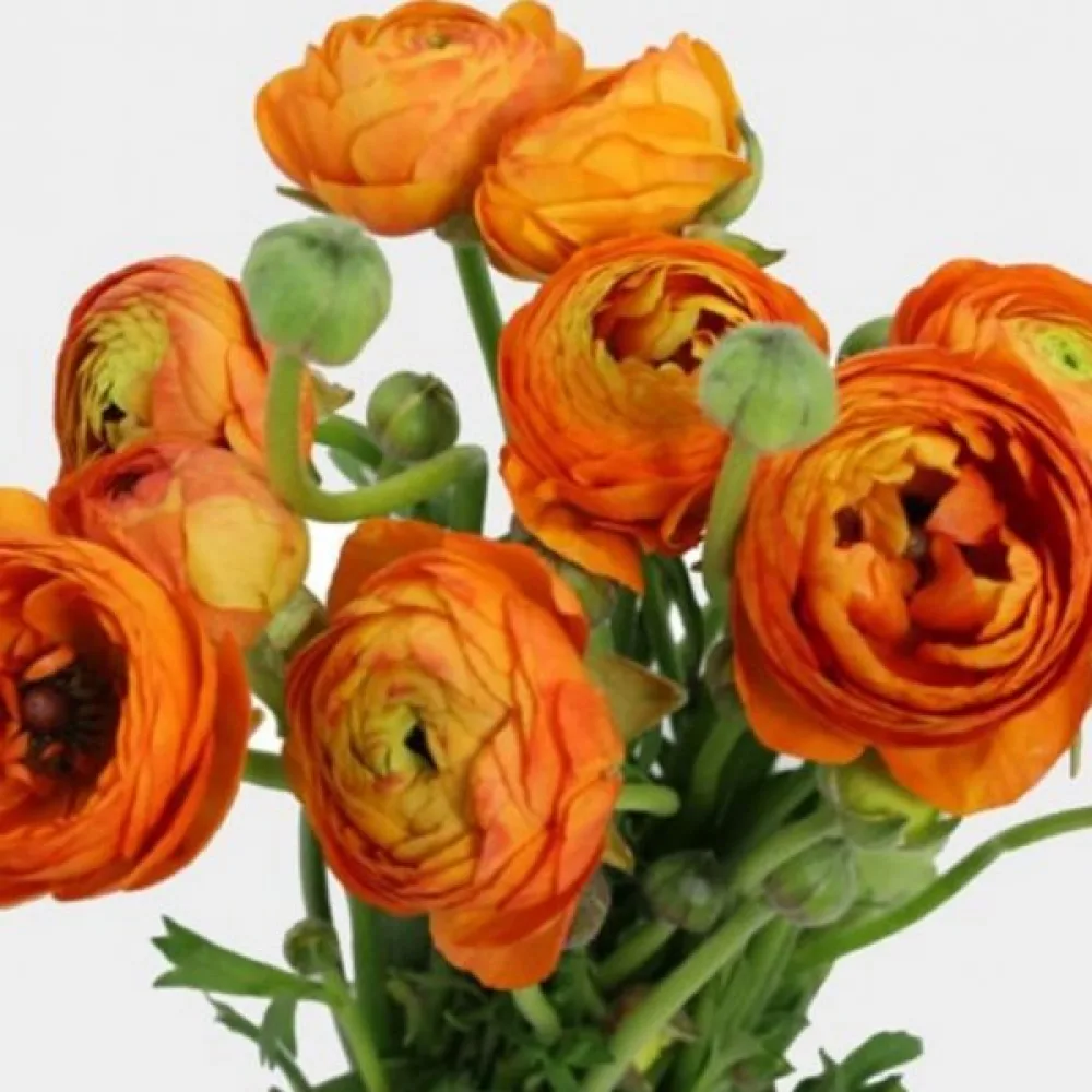 Ranunkel 'Orange'
