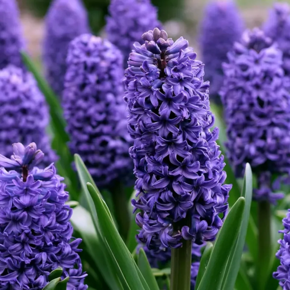 Hyacint 'Blue Trophy'