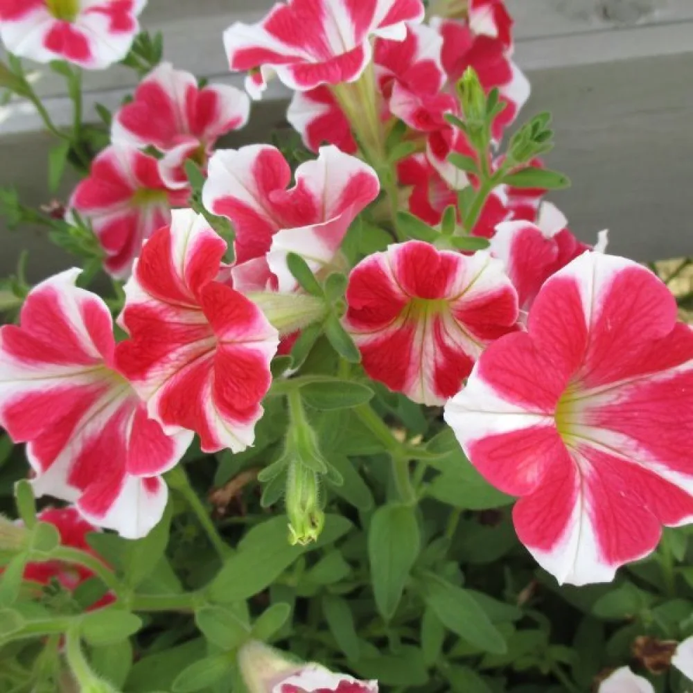Petunia 'Stellaris' – röd
