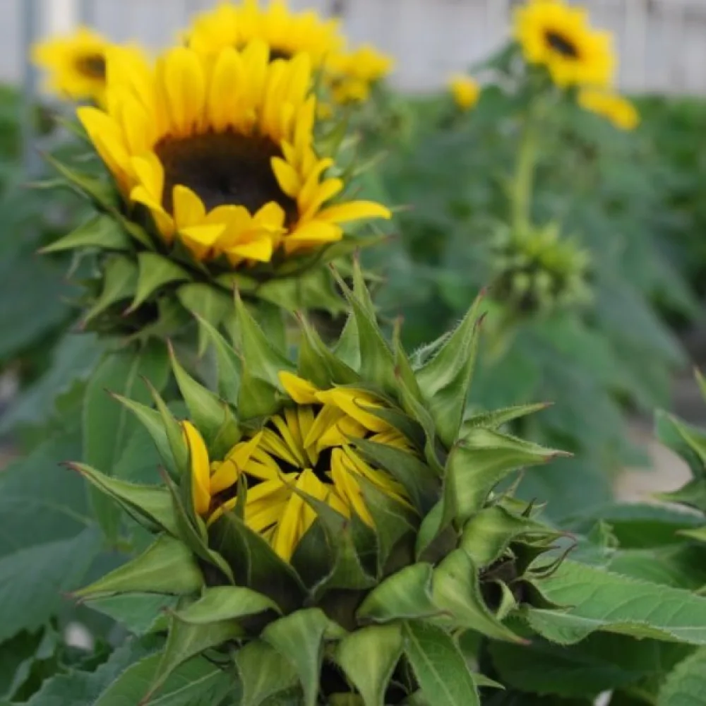 Solros 'Sunshine'