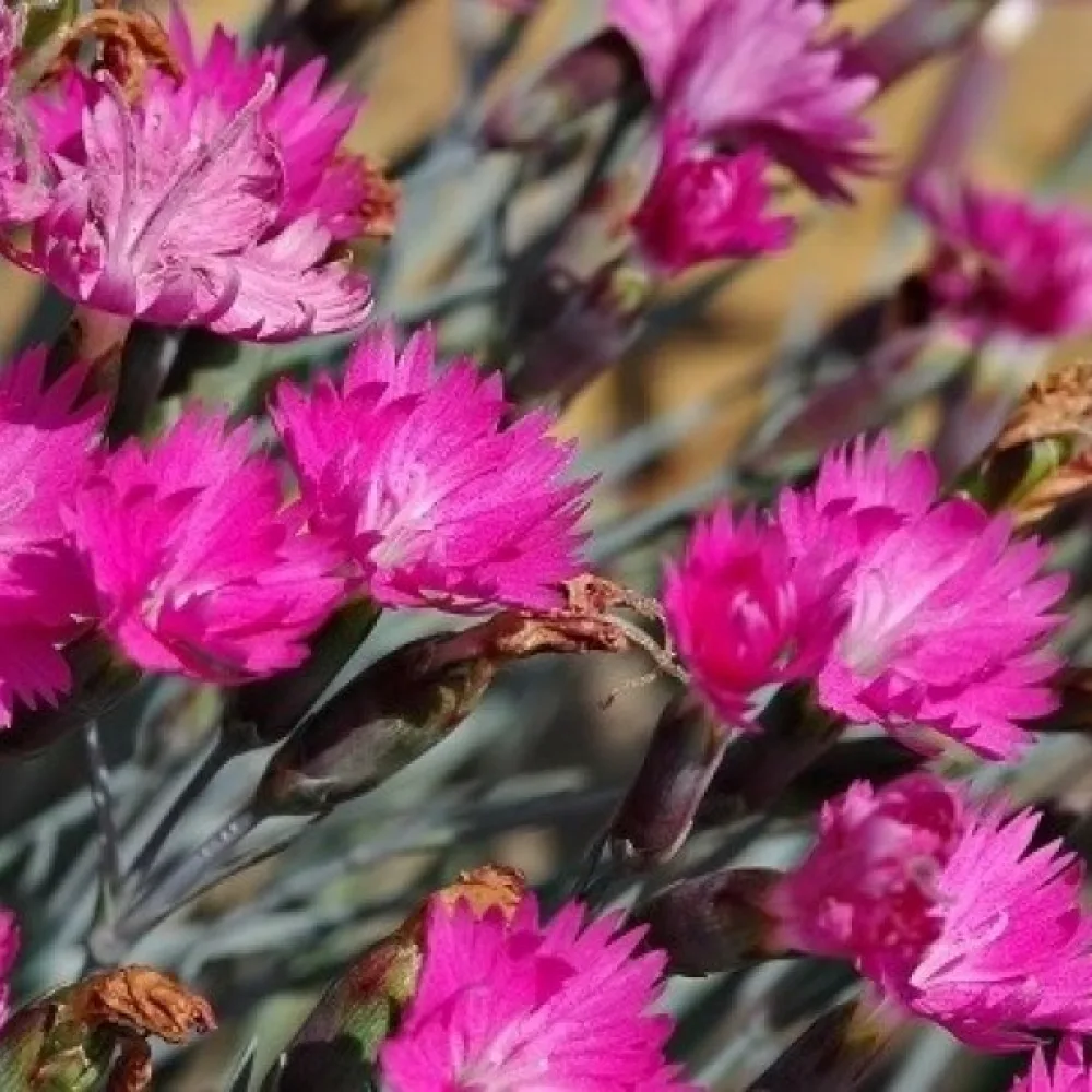 Nejlika Dianthus gratianopolitanus – rosa