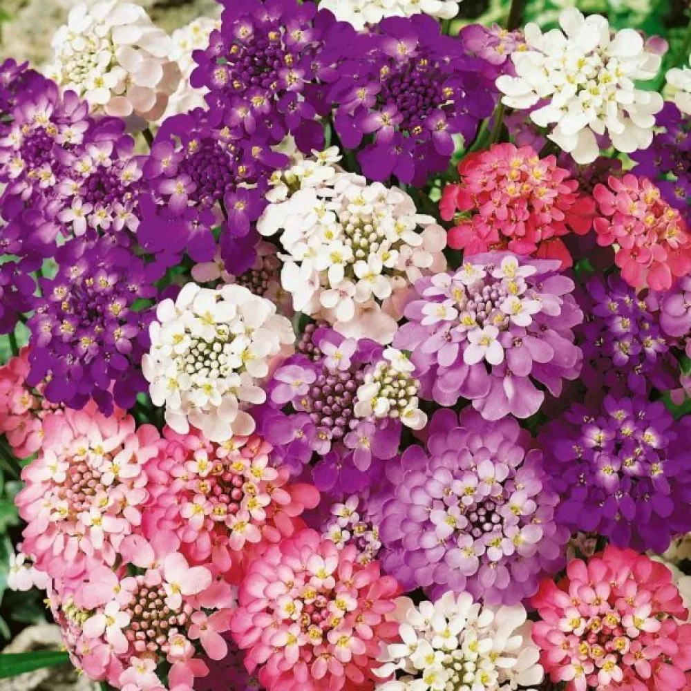 Iberis 'Fairy Bouquet' – mix