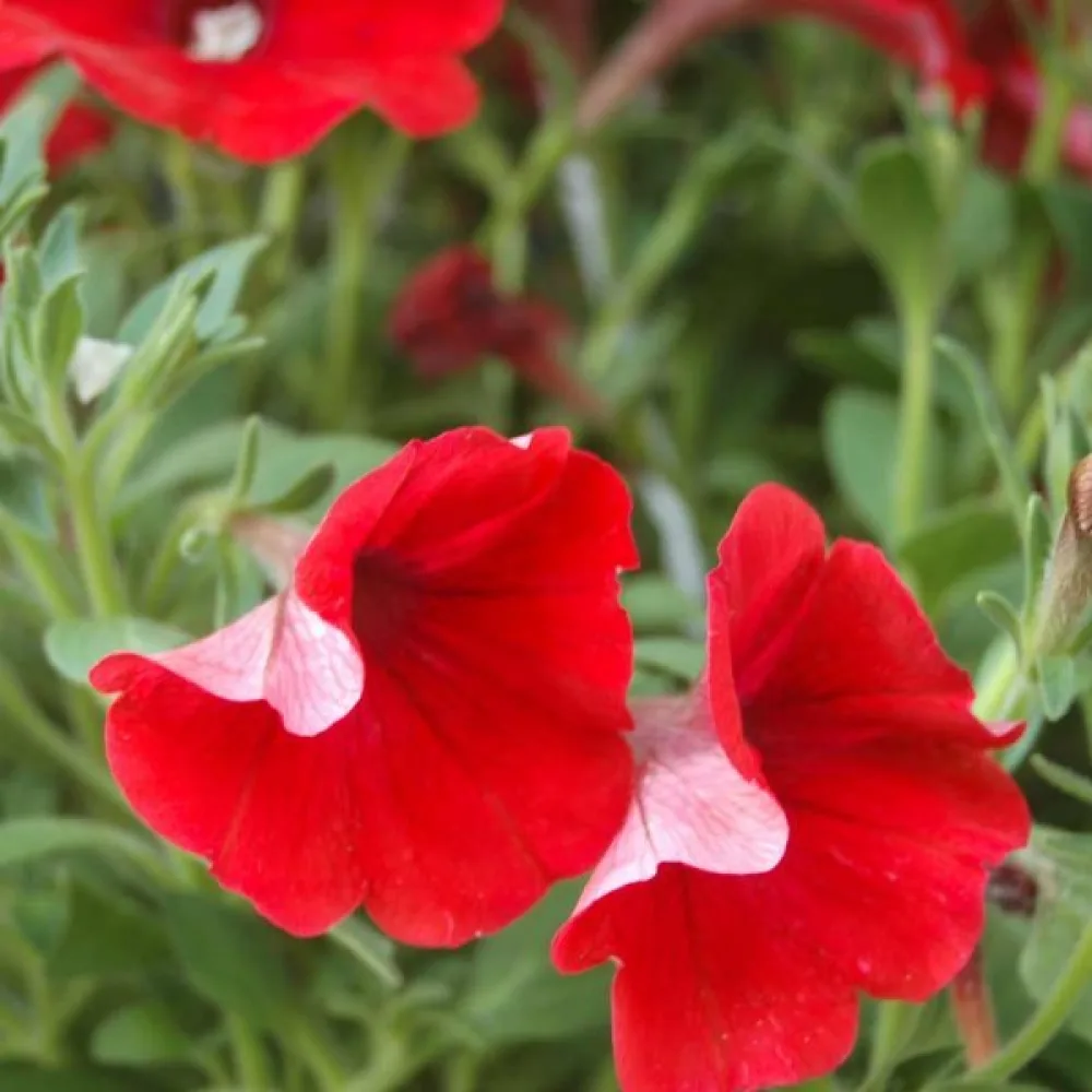 Petunia 'Fire Chief'