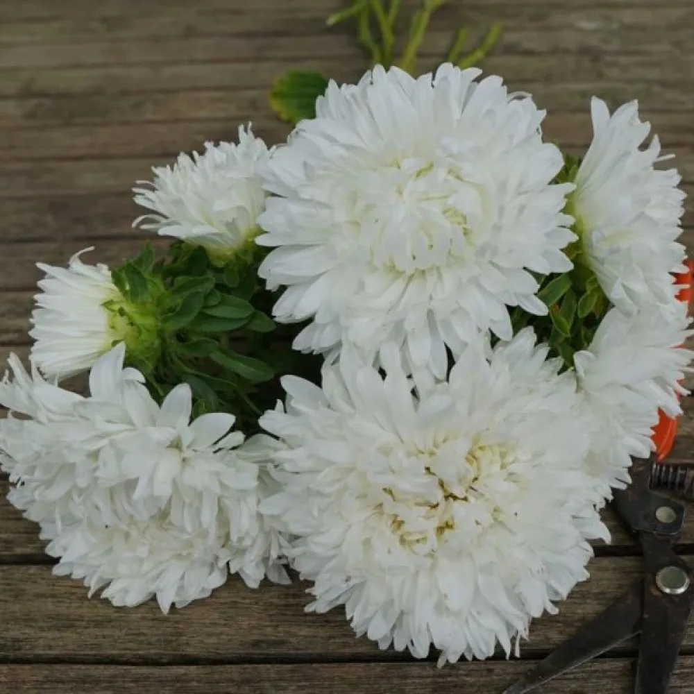 Sommaraster 'Apollonia' – vit