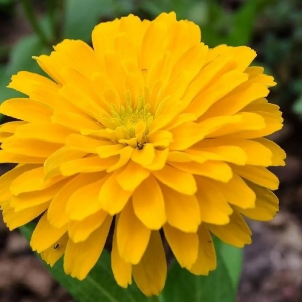 Zinnia 'Golden Gem'