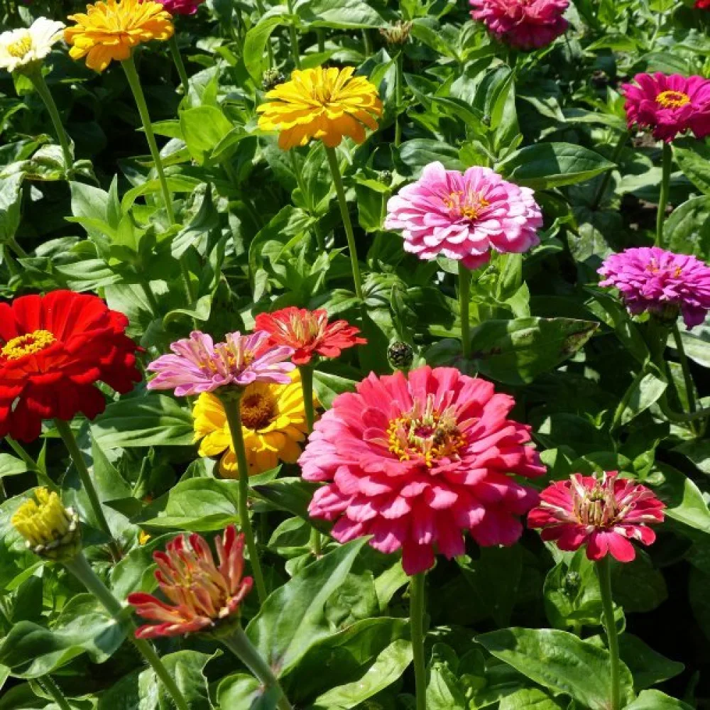 Zinnia 'Formula Mixture'