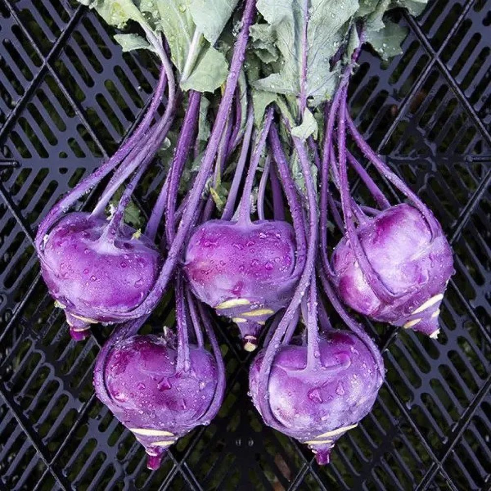 Kålrabbi 'Purple Vienna' för mikrogrönt