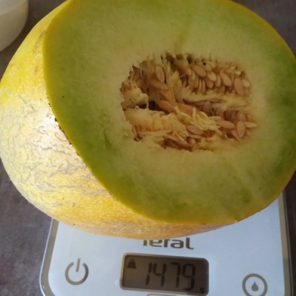 Melon 'Seledyn' F1