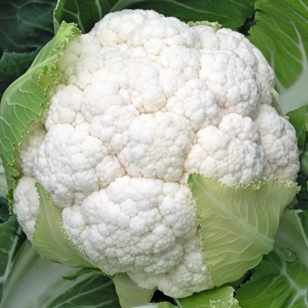 Blomkål 'Movir 74'