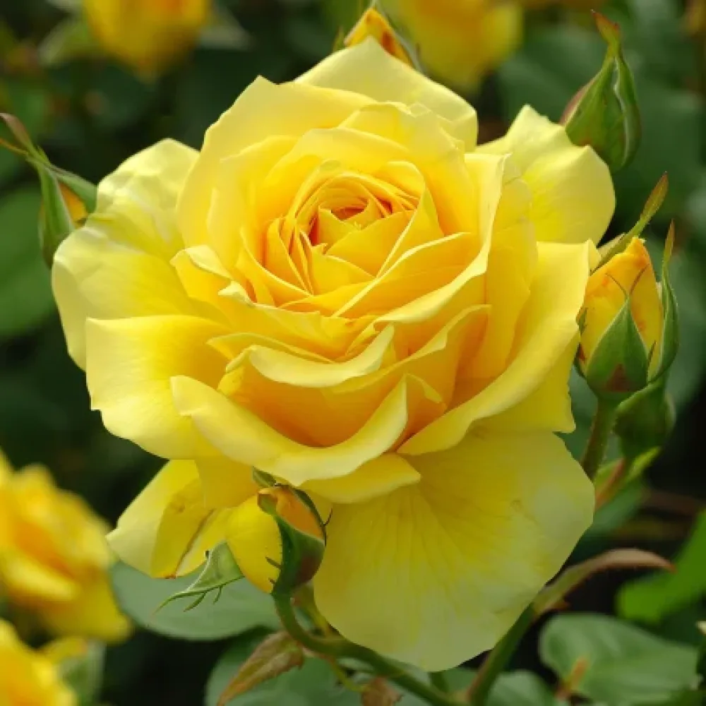 Ros 'Golden Eagle' – barrotad