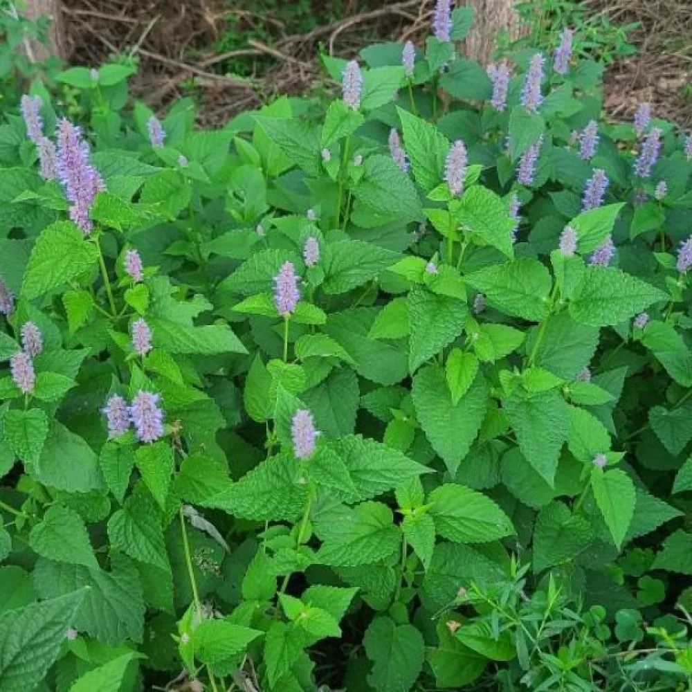 Anisisop Agastache foeniculum