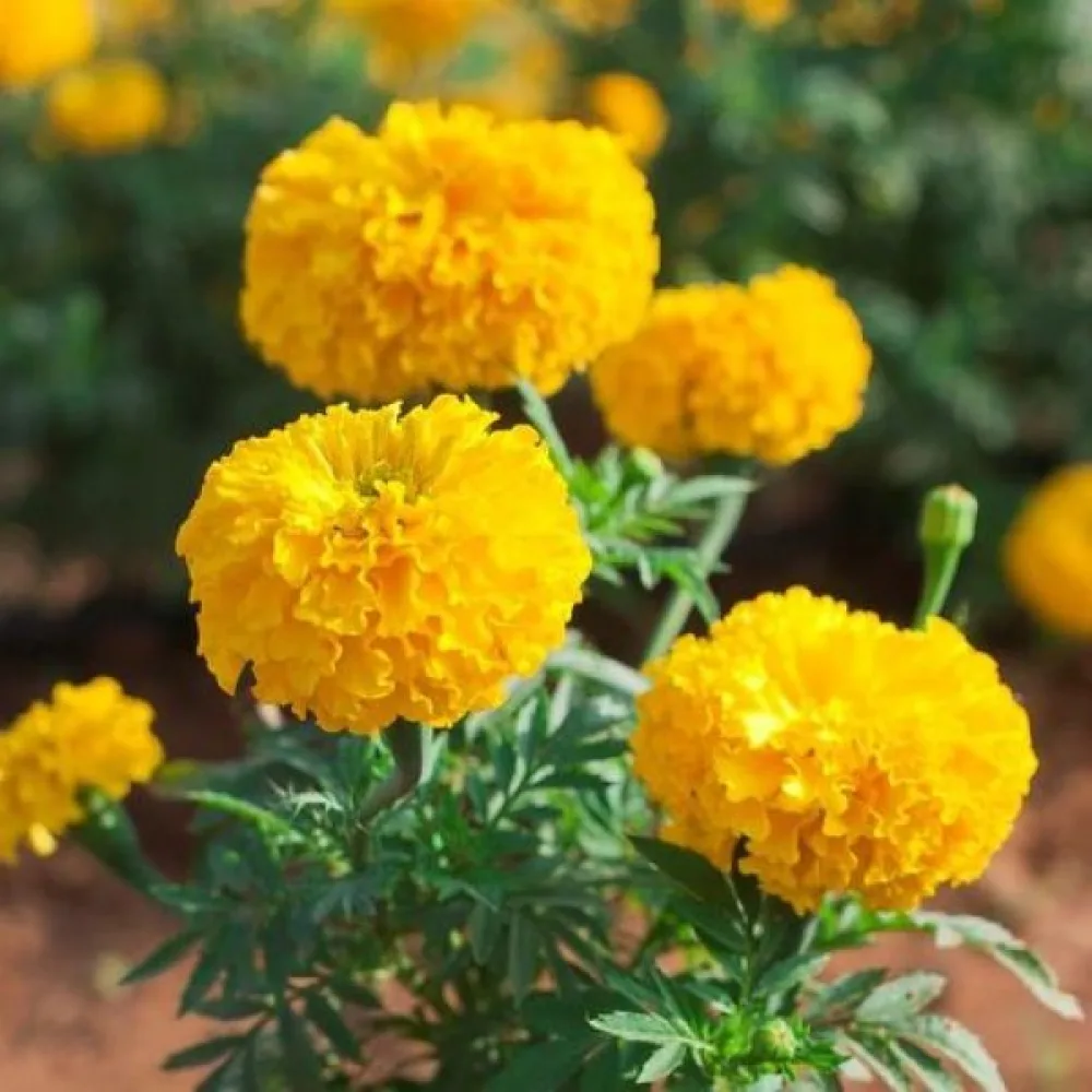Afrikansk tagetes 'Sierra Yellow'