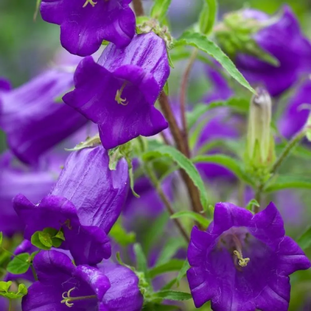 Mariaklocka Campanula medium, mörkblå