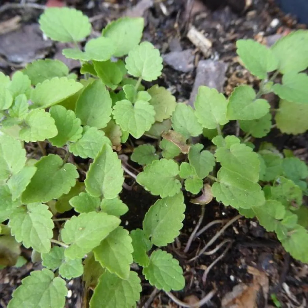 Koreansk anisisop Agastache rugosa, vit