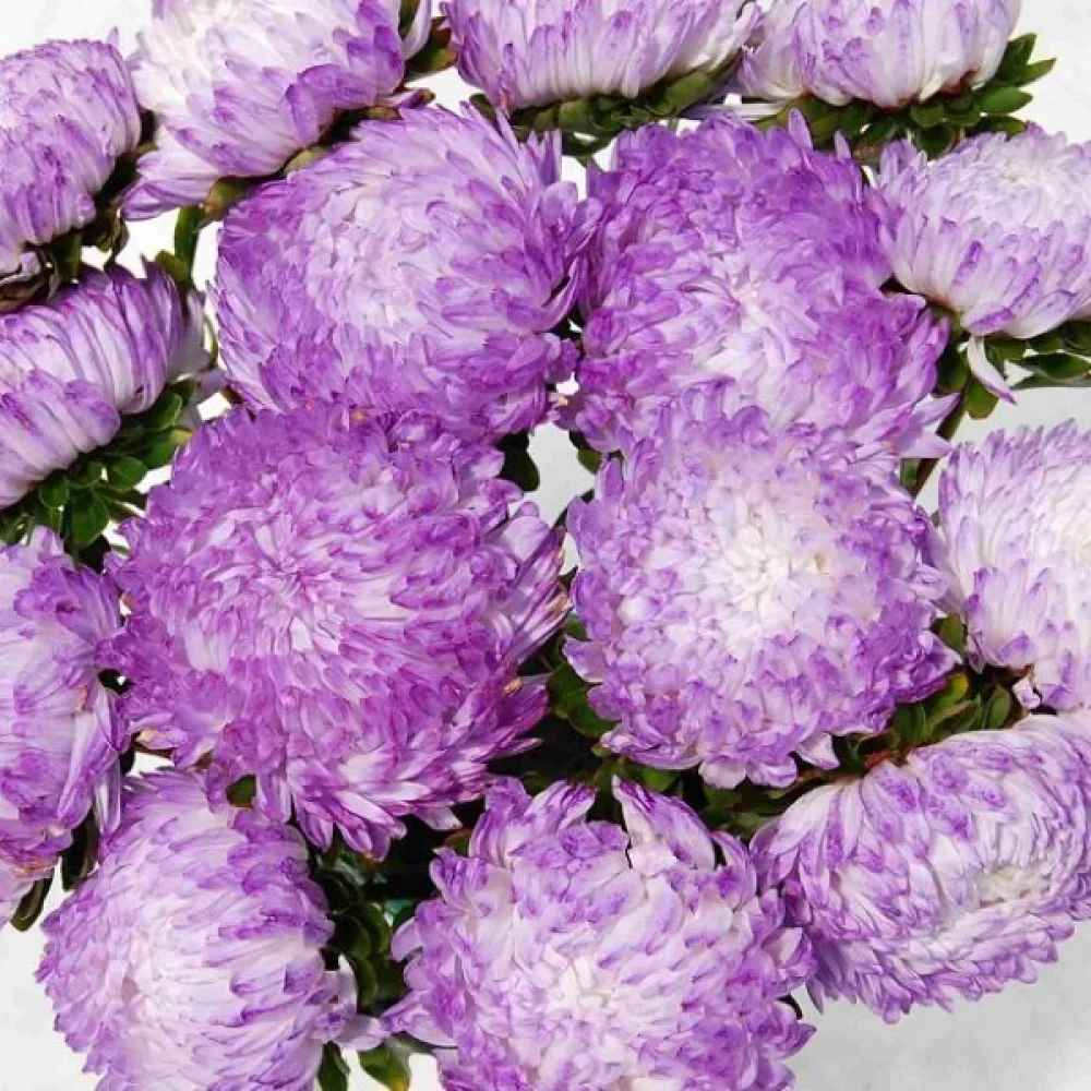 Sommaraster 'Apollonia' – silverrosa