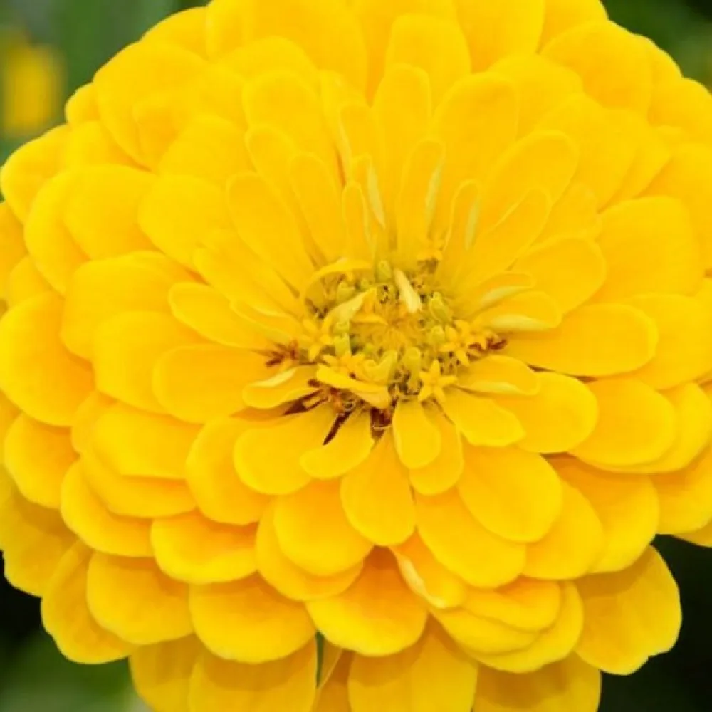 Zinnia 'Canary Bird'
