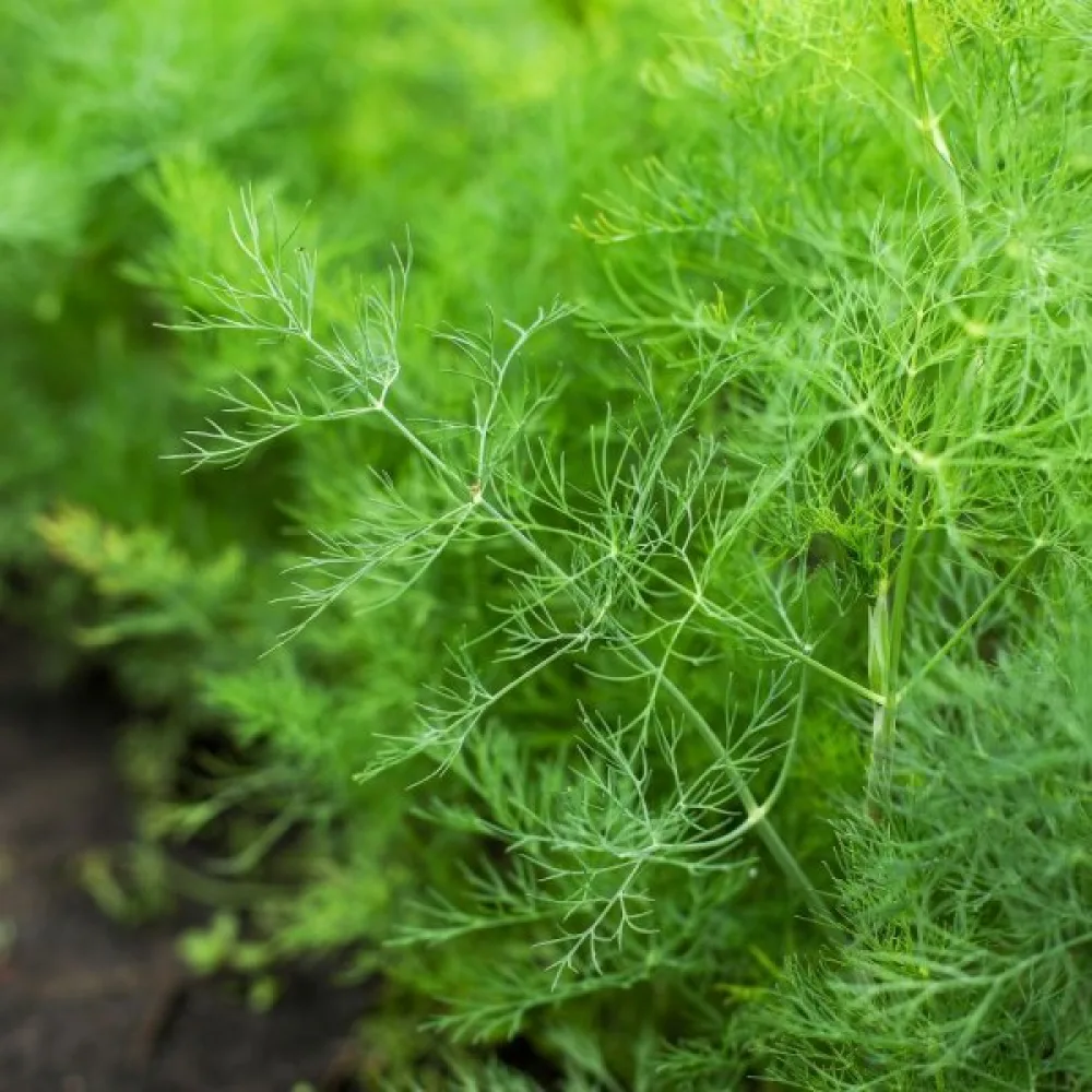 Dill 'Blattreich'