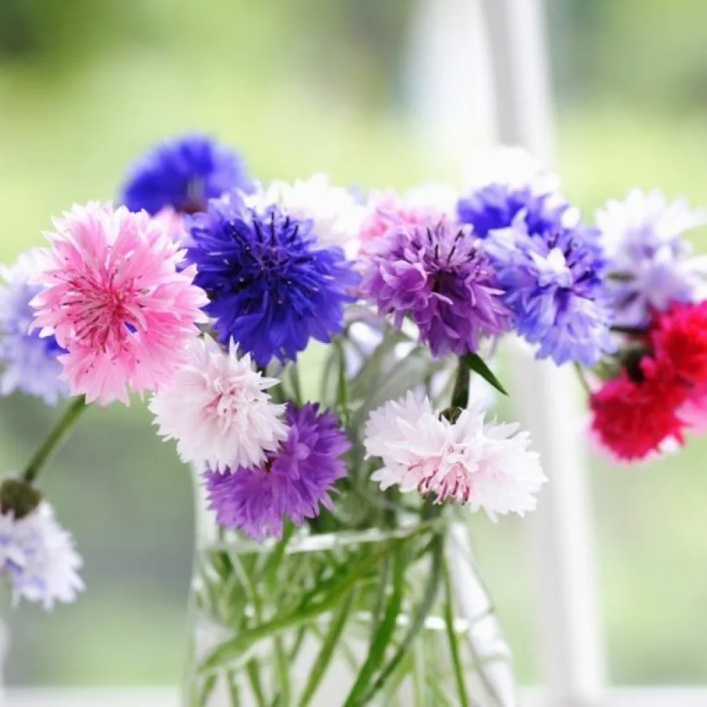 Blåklint Centaurea cyanus, tidig, mix