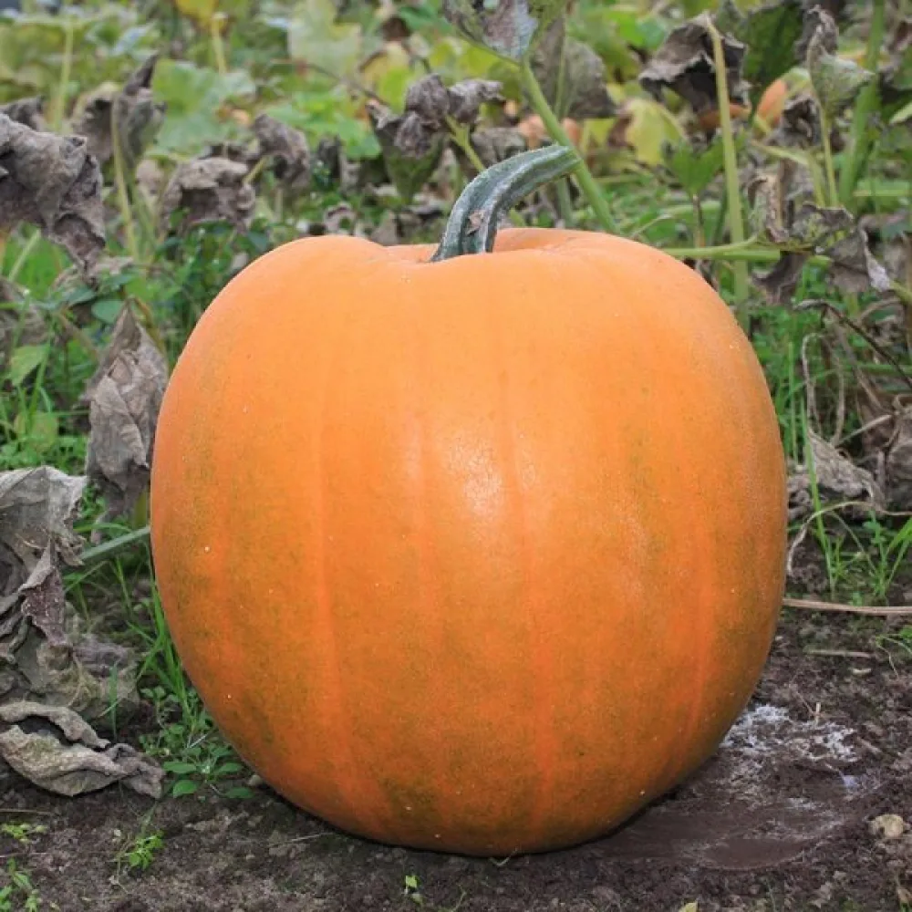 Pumpa 'Jack O'Lantern'