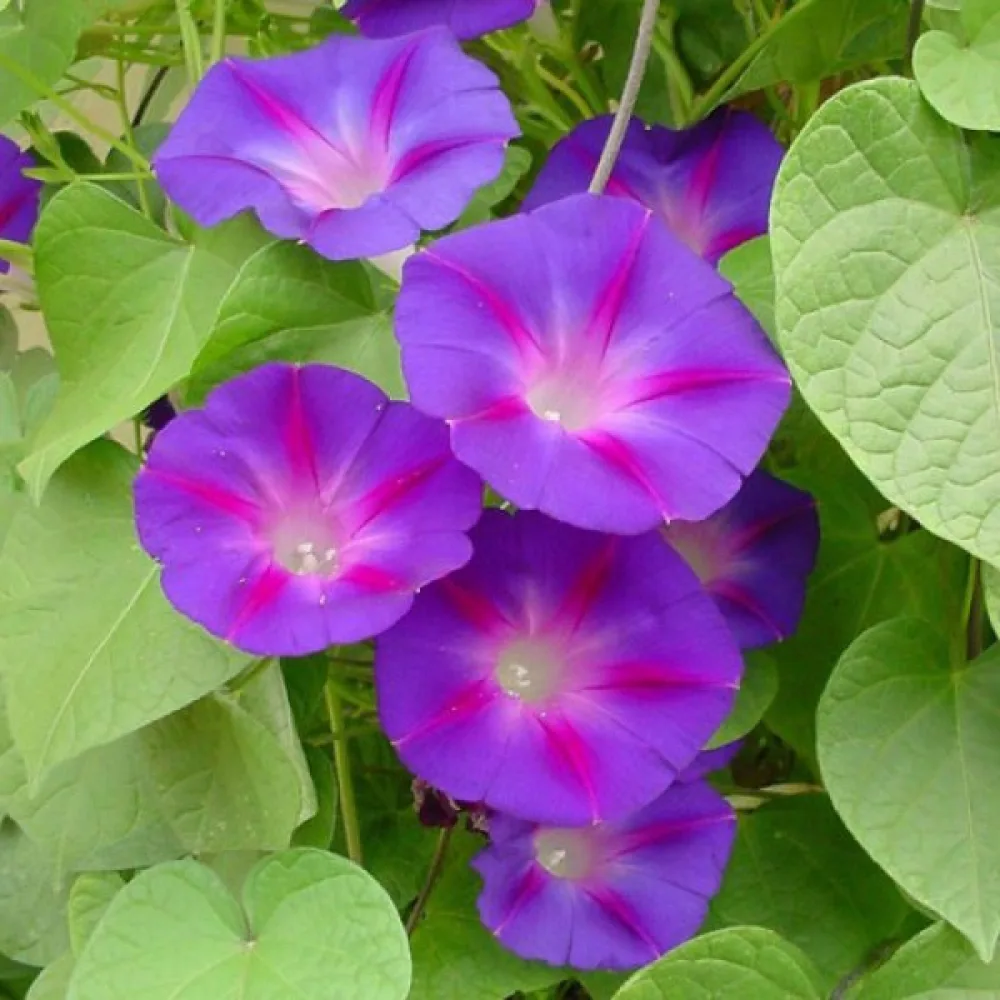 Purpurvinda 'Grandpa Ott' – lila