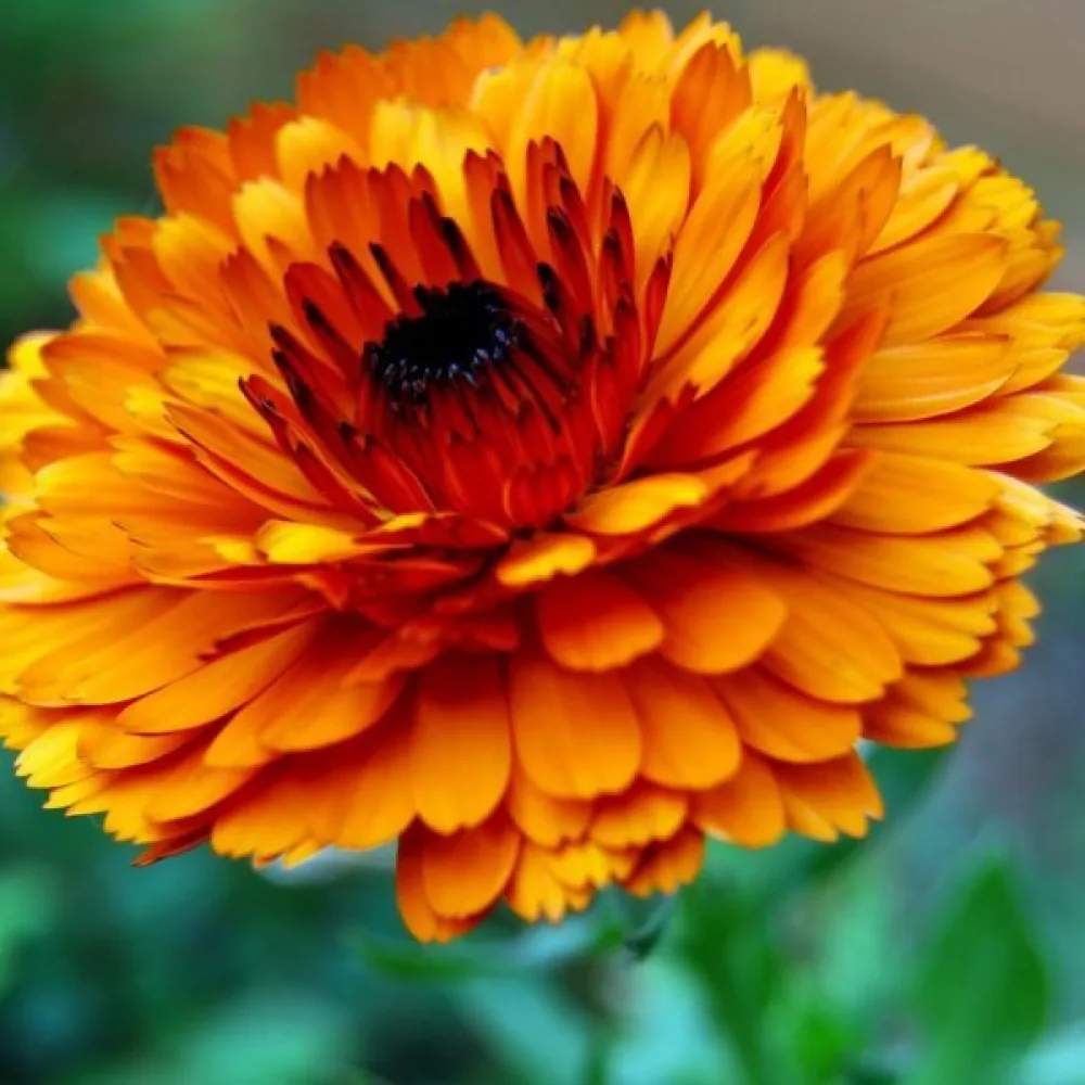 Ringblomma Calendula officinalis, fylld orange (profi)