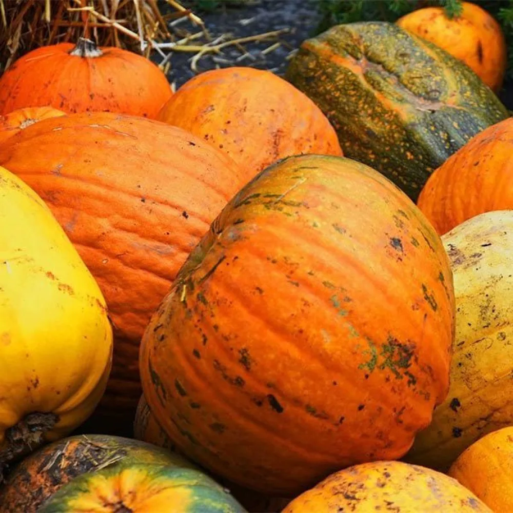 Pumpa 'Danka Polka'