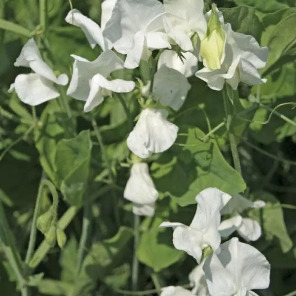 Luktärt 'Spencer' – vit
