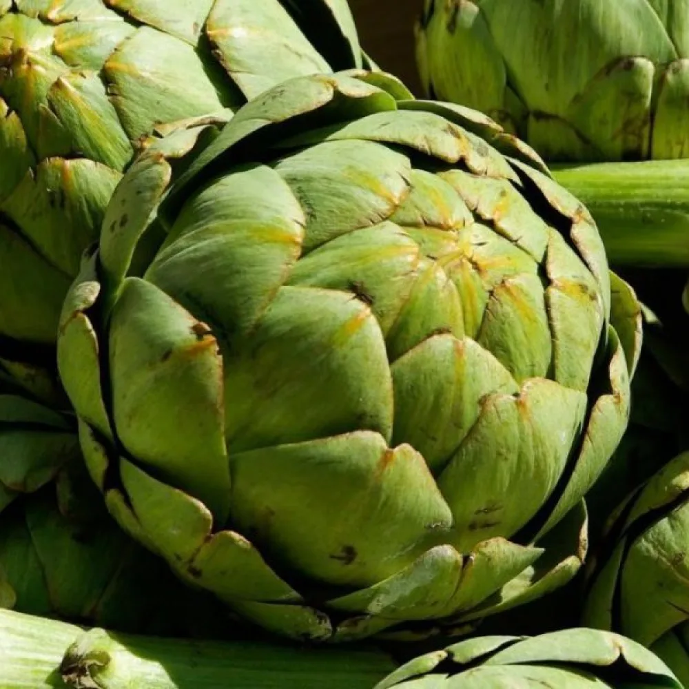 Kronärtskocka 'Gros Vert de Laon'