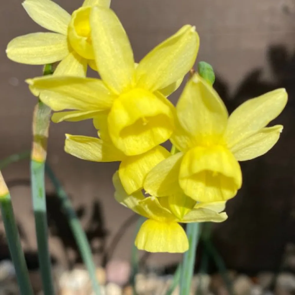 Narciss 'Angels Whisper'