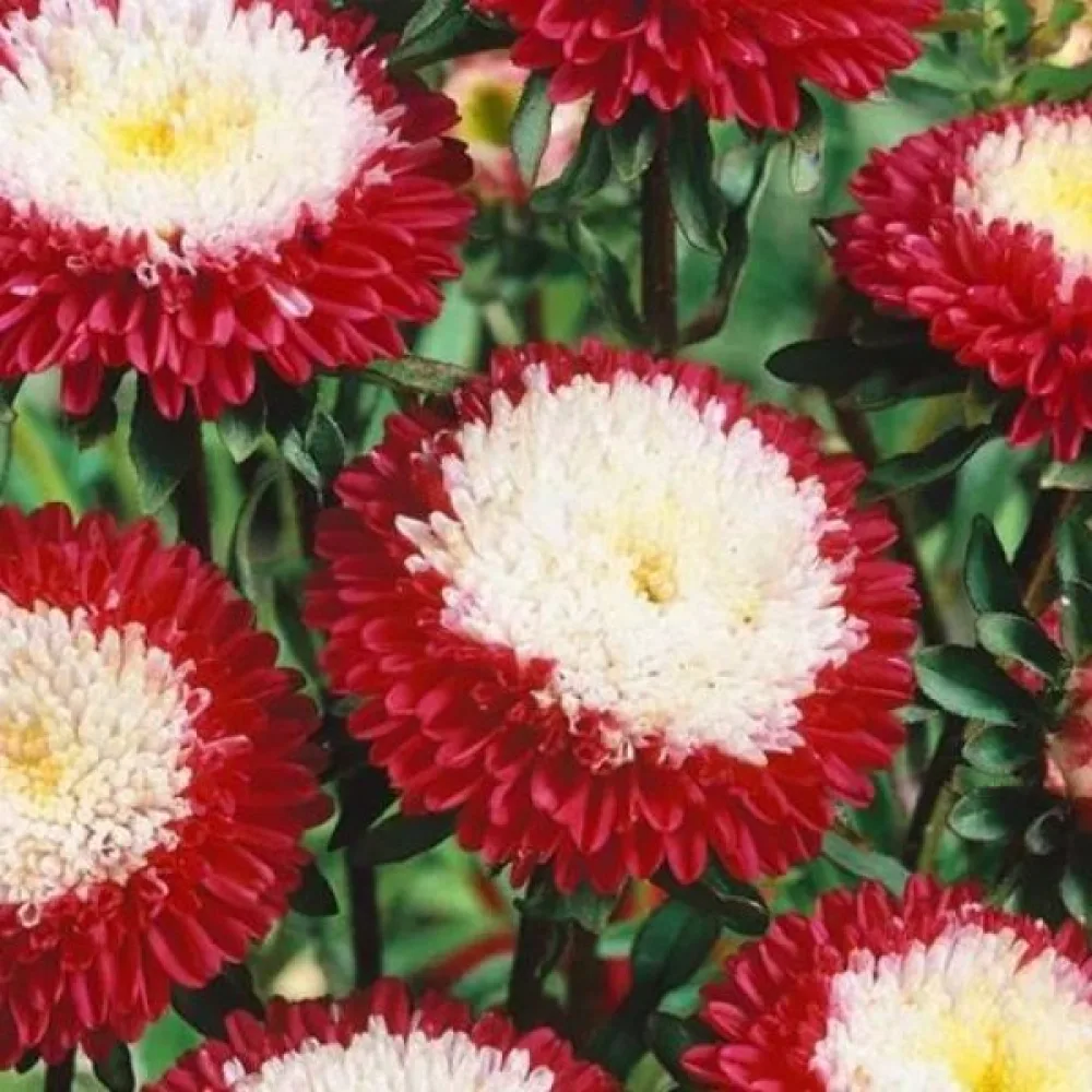 Sommaraster Pompon 'Gusford Supreme' – röd med vit