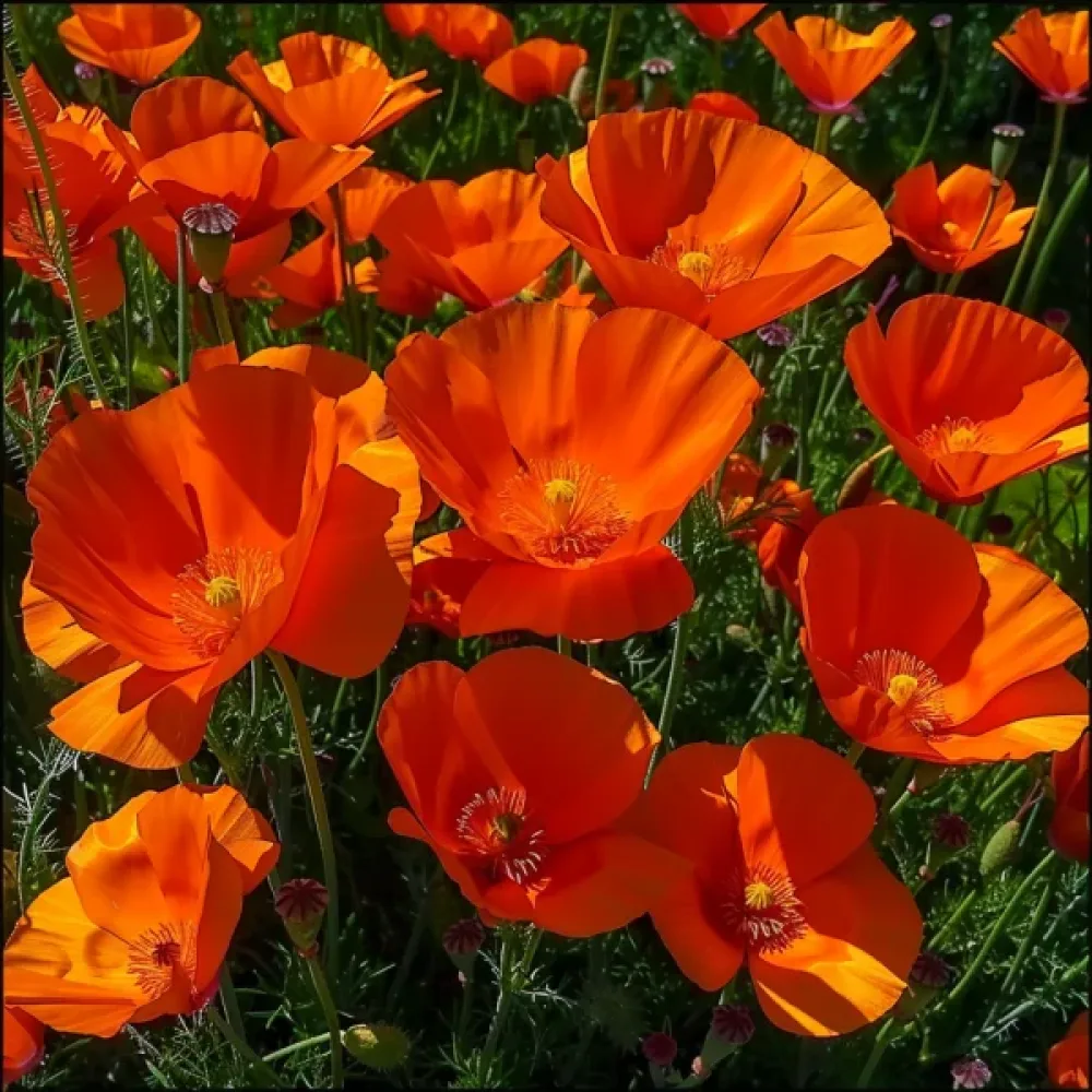 Sömntuta 'California Mikado', djupt orange
