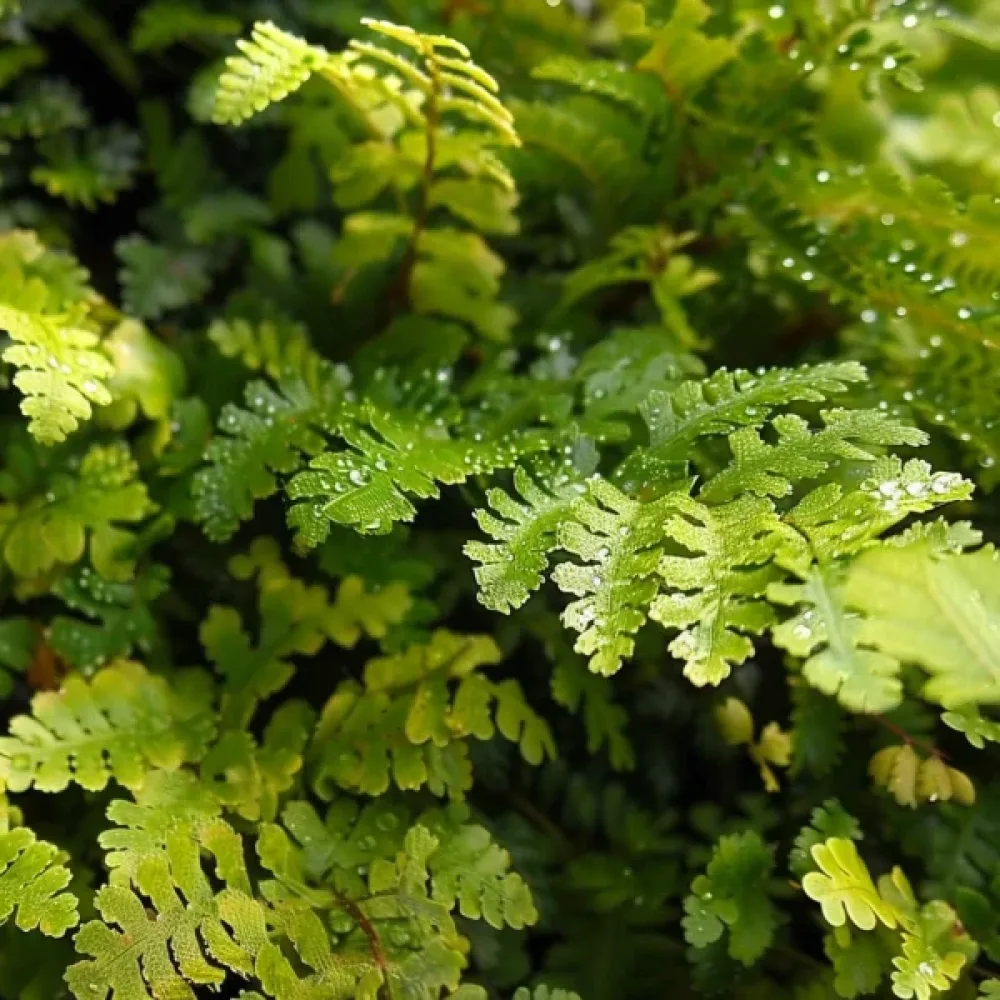 Doftmålla 'Green Magic'