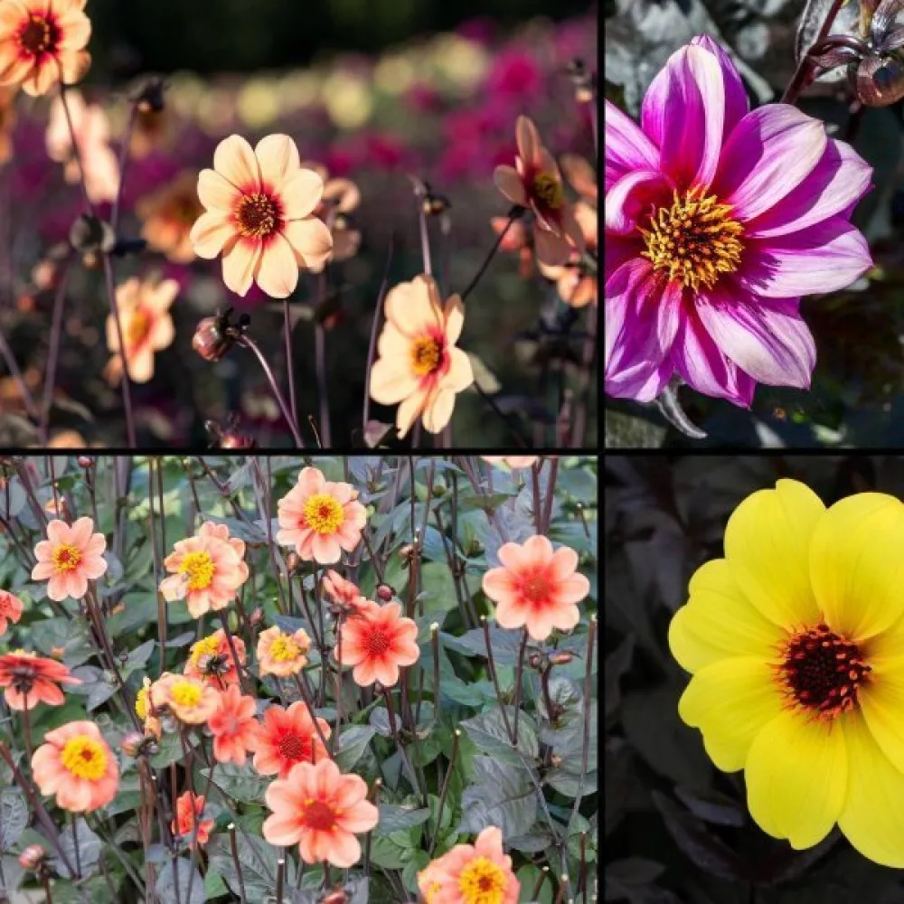 Lågväxande dahlia 'Redskin' – blandning